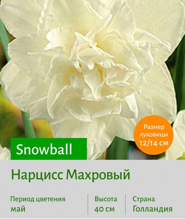  Махровый нарцисс (Narcissus double) Snowball